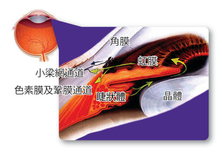 青光眼,高眼壓性青光眼,青光眼診斷,珠海希瑪眼 青光眼,高眼壓性青光眼,青光眼診斷,珠海希瑪眼